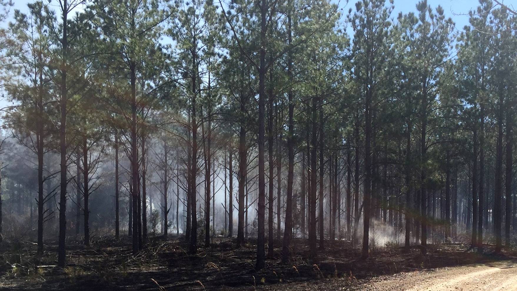 Prescribed burns can reduce the fuel available in forest land, significantly lessening the risk of an unmanaged forest fire. (Submitted Photo by Matt Walters)